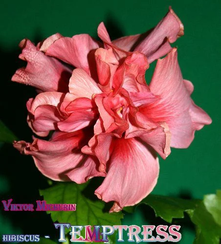 5de382ce4bdae52360f07adcdcfce8dd.webp