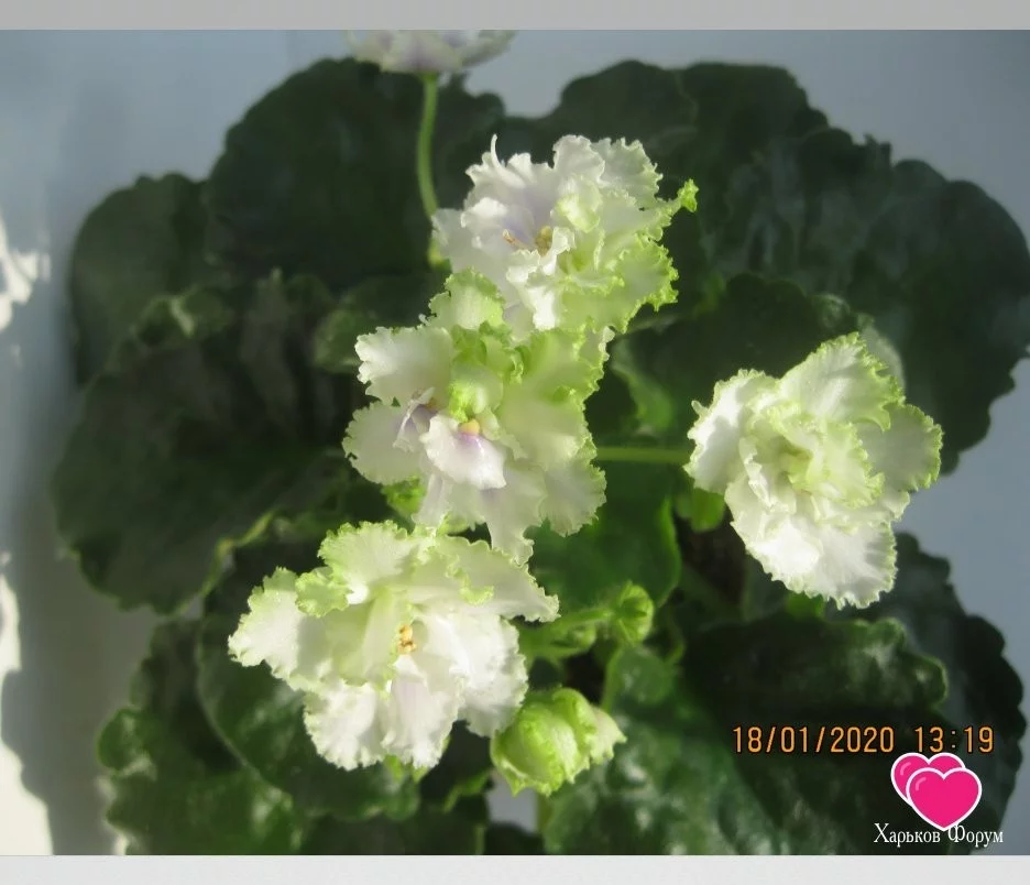 5ed01f2dea160a2dd76.webp