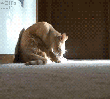 5f001b319f6a803ddee.gif