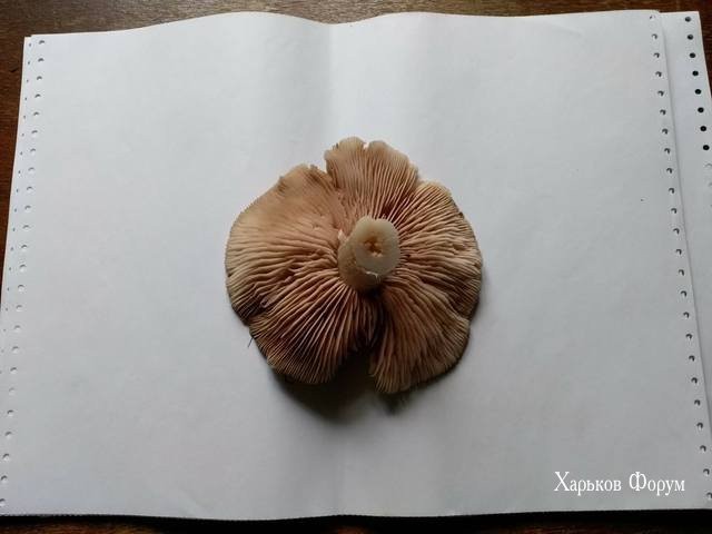 5f02c190d1aada30d5adde.jpg