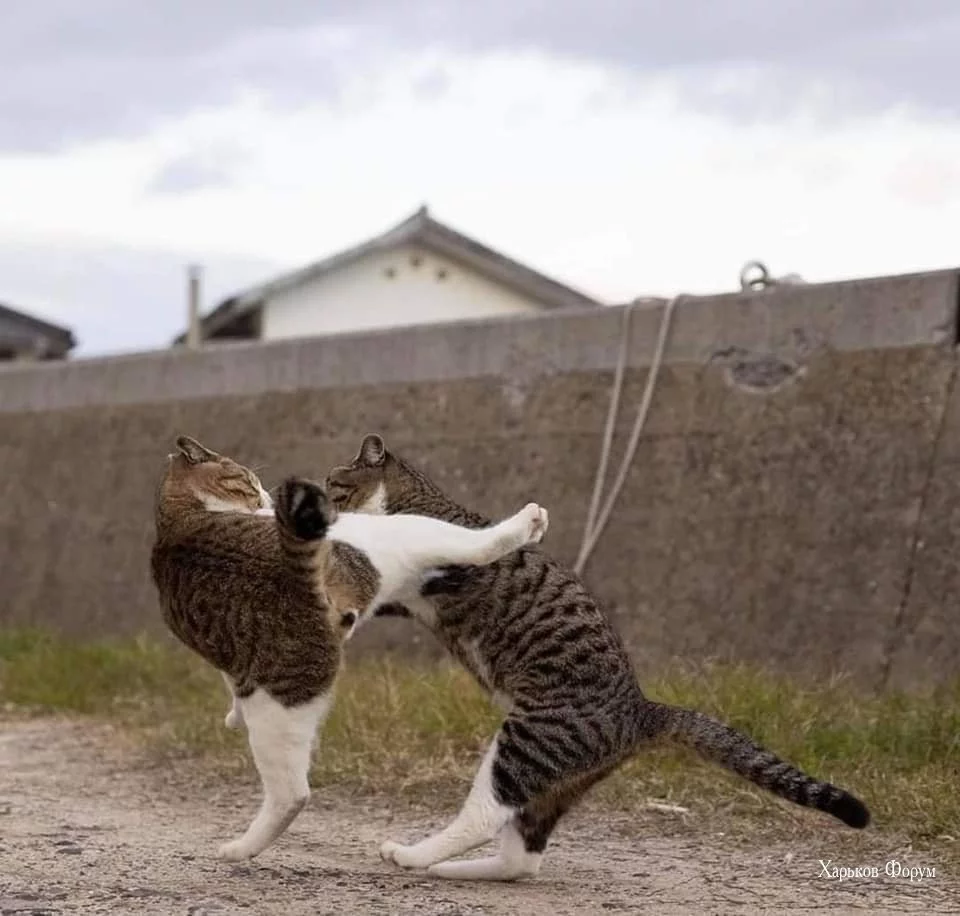 5f114037ebabe4d1a3927.webp