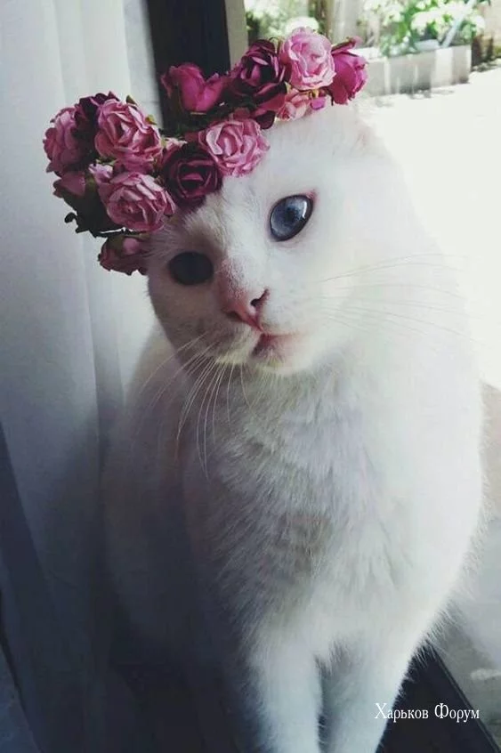 5f1588e24894c985c8.webp