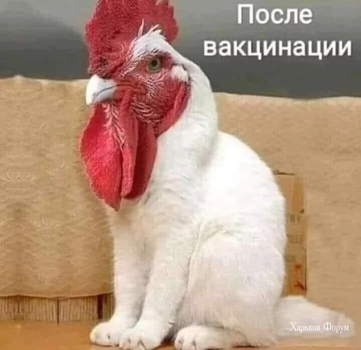 5f382d866382a90db4382679.webp