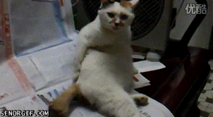 5fbbch.gif