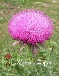 5fd4c3ab200250a31767a8.webp
