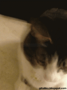 5ffbge.gif
