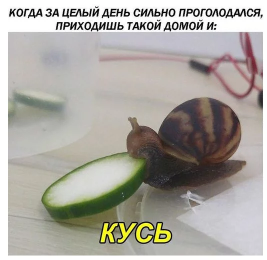 5gefea.webp