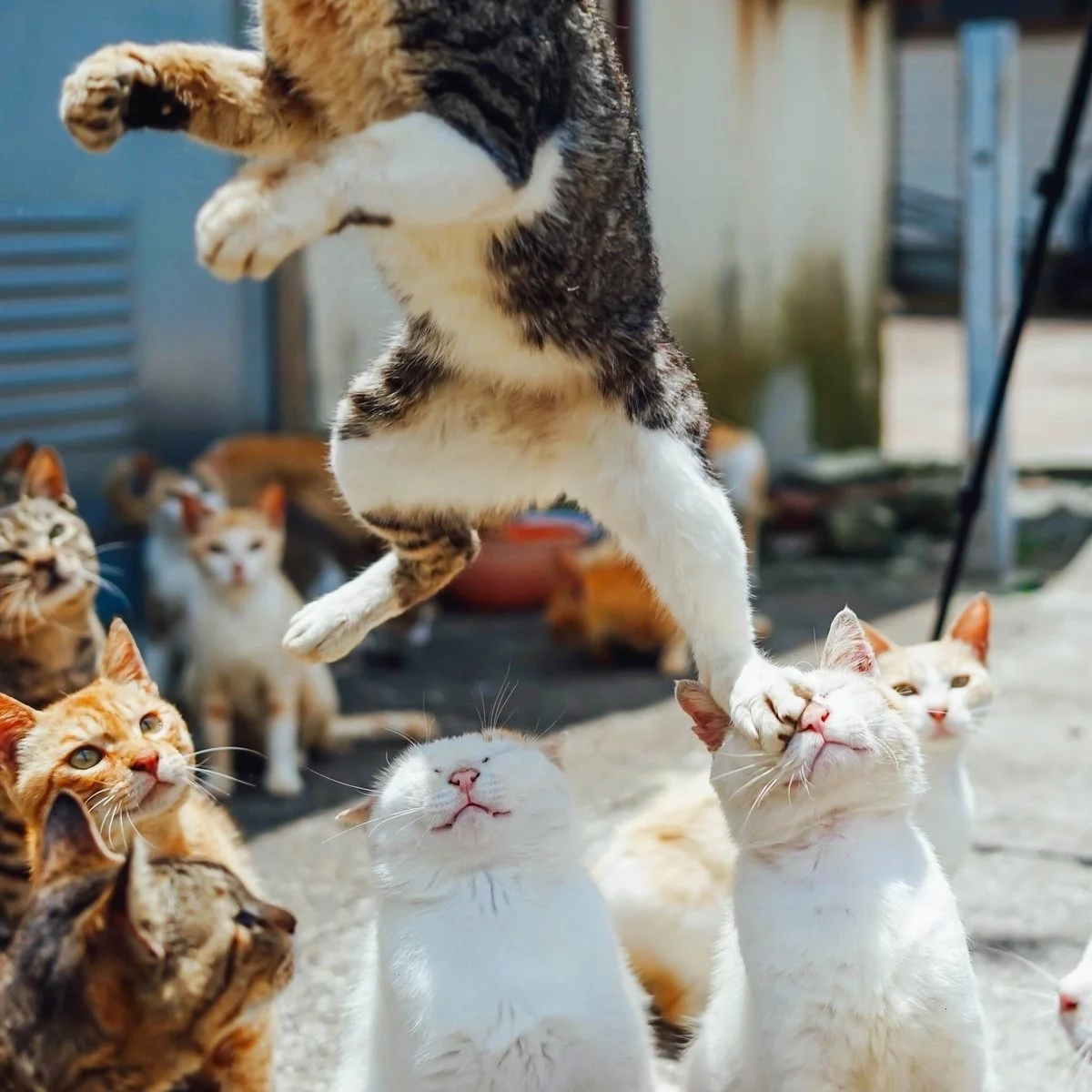 5hddcg.webp