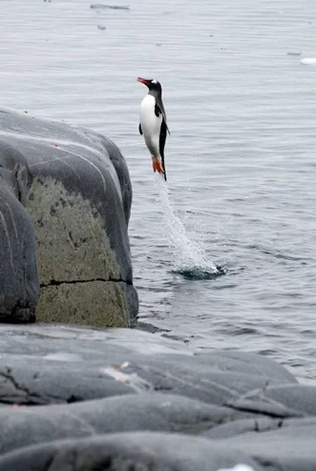 6%2Bpenguin.webp