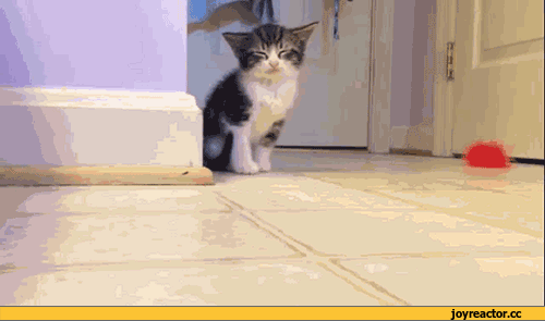 6%D0%B8%D0%B2%D0%BD%D0%BE%D1%81%D1%82%D1%8C-919483.gif