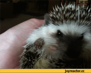 6%D0%B8%D0%B2%D0%BD%D0%BE%D1%81%D1%82%D1%8C-932932.gif