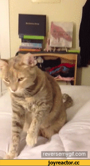 6%D0%B8%D0%B2%D0%BD%D0%BE%D1%81%D1%82%D1%8C-957191.gif
