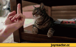 6%D0%B8%D0%B2%D0%BD%D0%BE%D1%81%D1%82%D1%8C-988697.gif