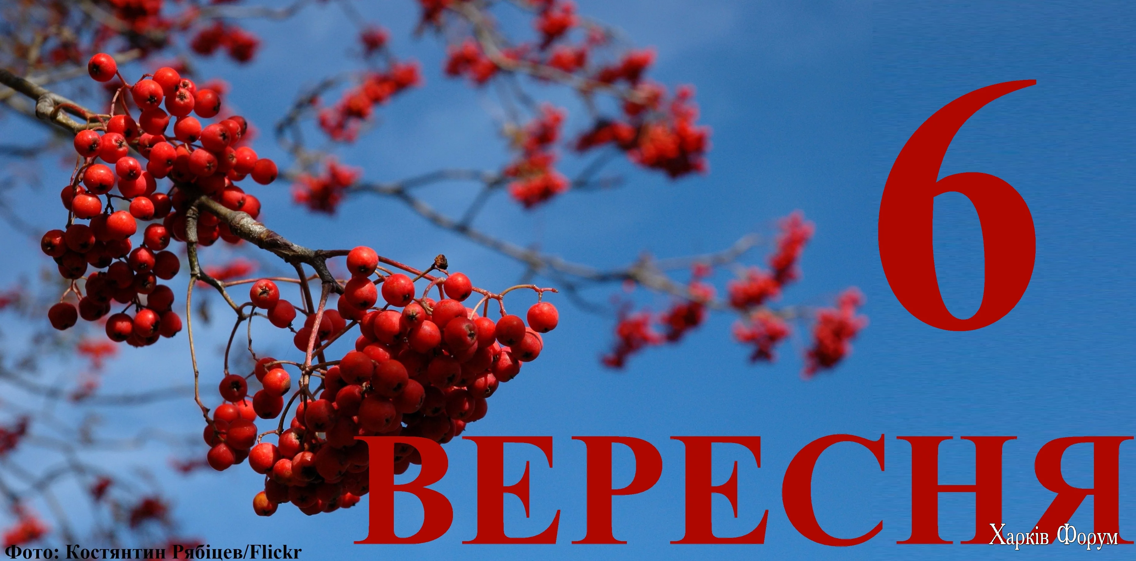6-VERESNYA.webp