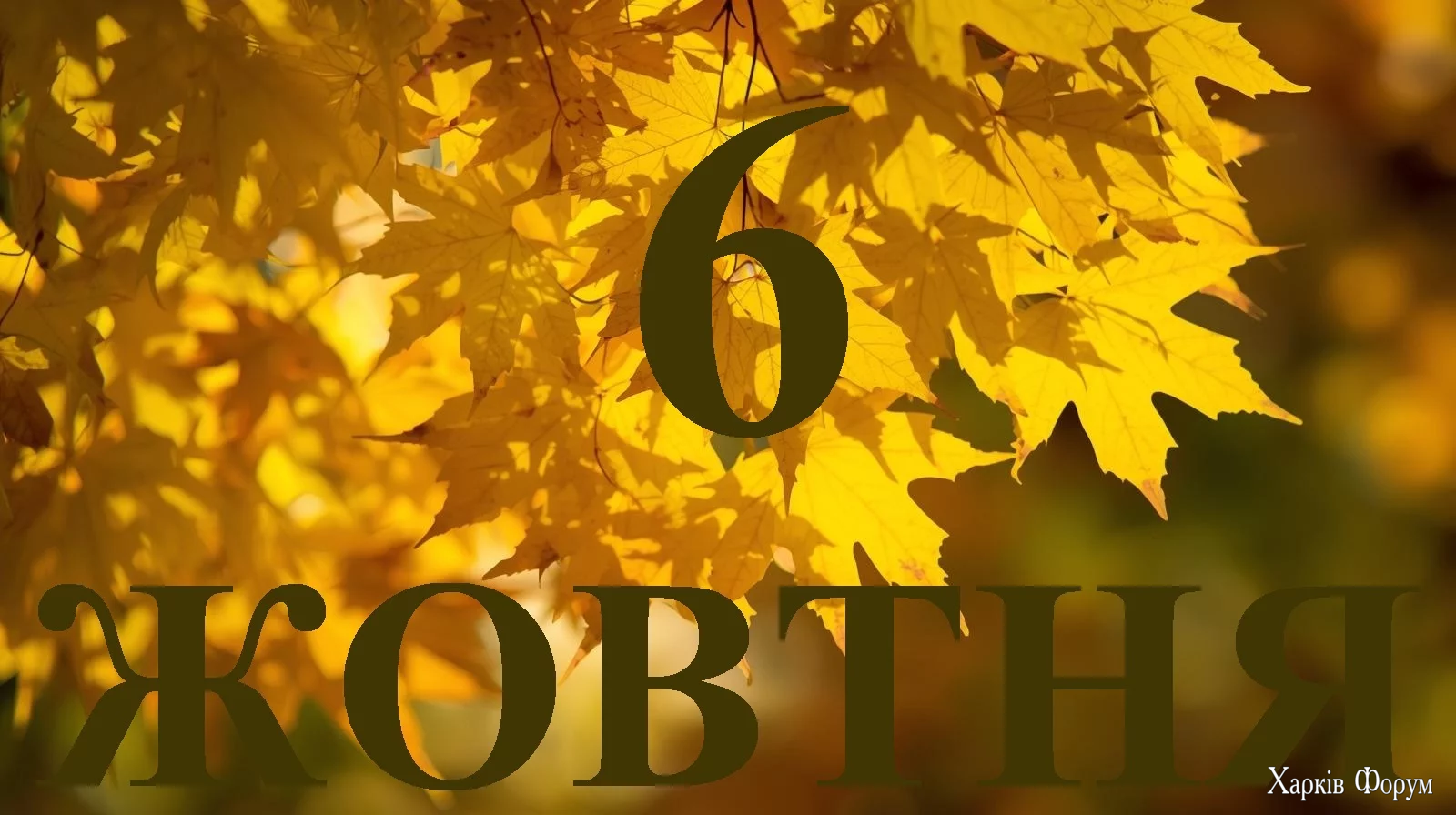 6-ZHOVTNYA.webp
