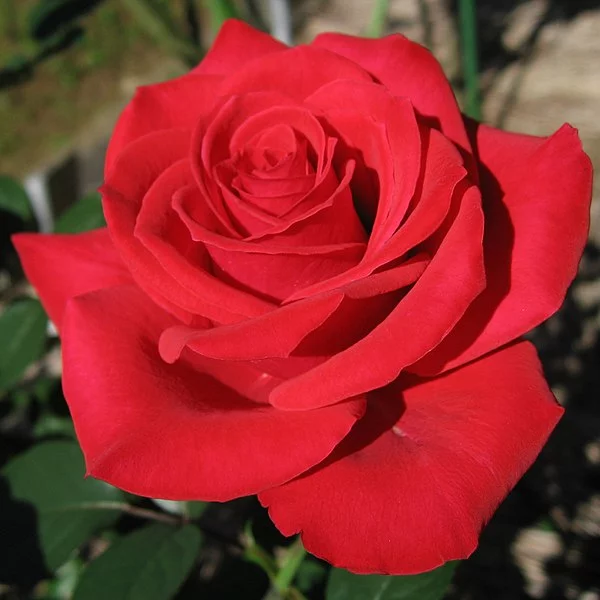 600px-Rosa_Red_Chateau01.webp