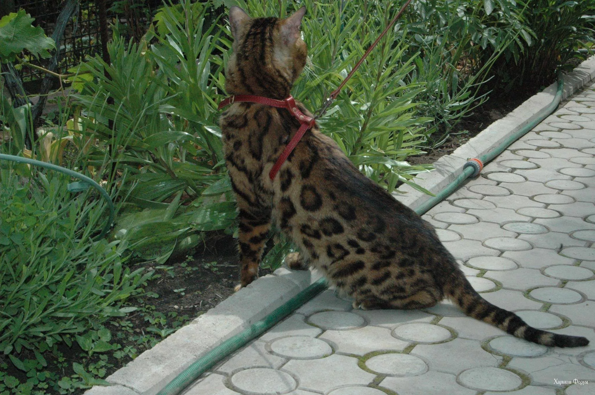60aeb72823be46683081.webp