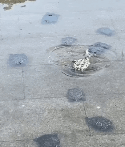 60cf4cca7e06b3b1ebd35.gif
