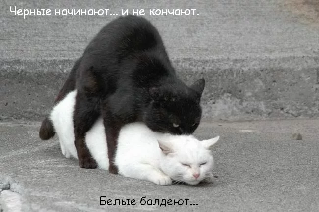 6125.webp