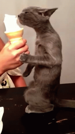 622212bad7acfa006da4.gif