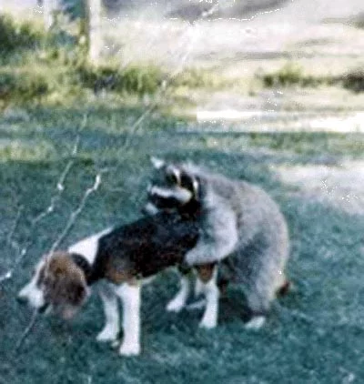62534488_raccoon.webp
