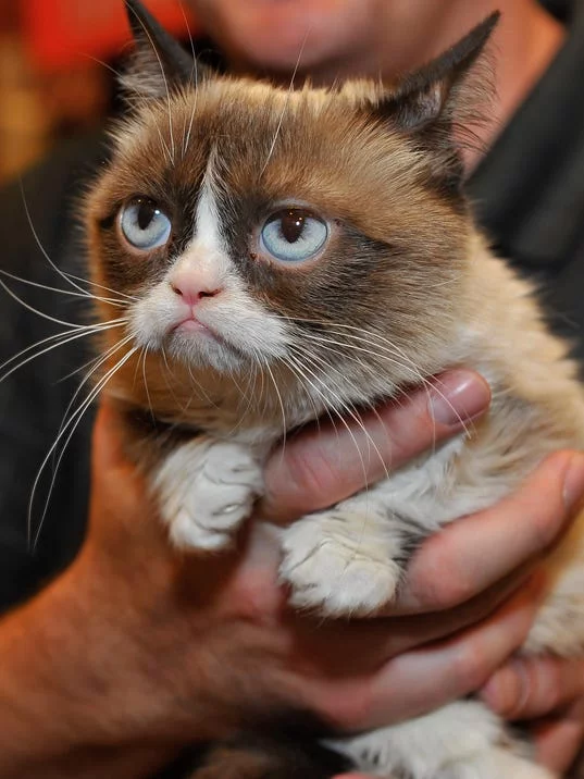 635536541053245291-GRUMPYCAT.webp