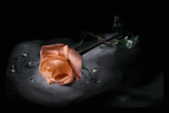 63897619_7082.gif