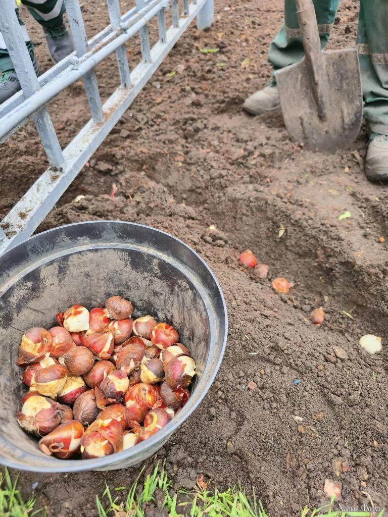 тюльпаны высаживают в Харькове