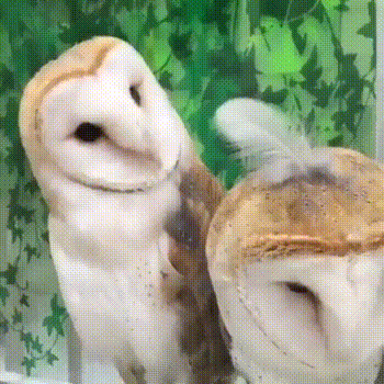 63dfd70fcfd47b989.gif