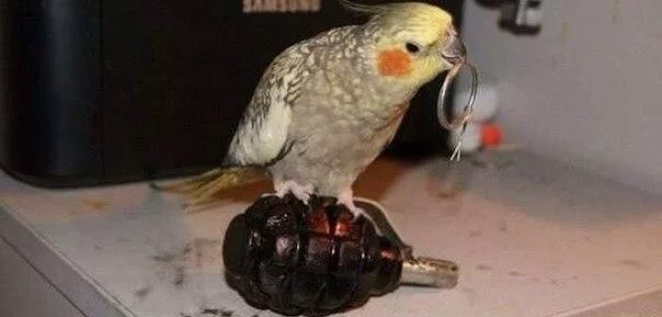 63KJY1ifoNc.webp