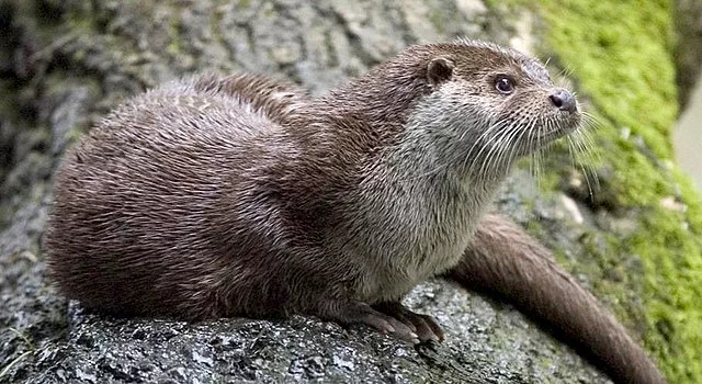 640px-Fischotter%2C_Lutra_Lutra.webp