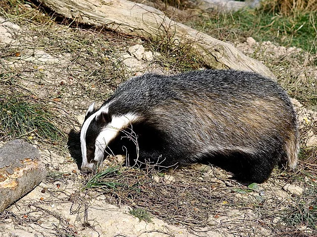 640px-'Honey'_the_badger_in_daylight.webp