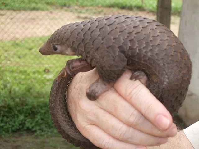 640px-Tree_Pangolin.webp