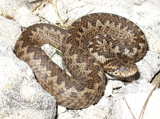 640px-Vipera_ursinii_macrops.webp