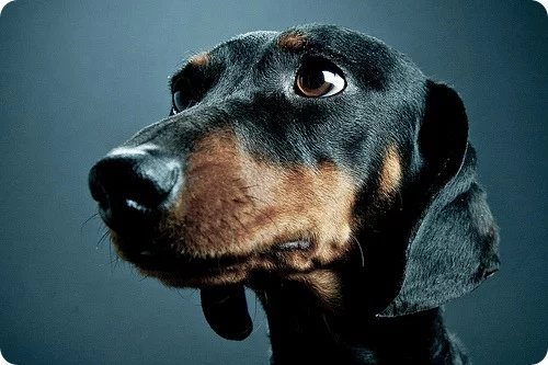 6422865081_55e1ab2000.webp