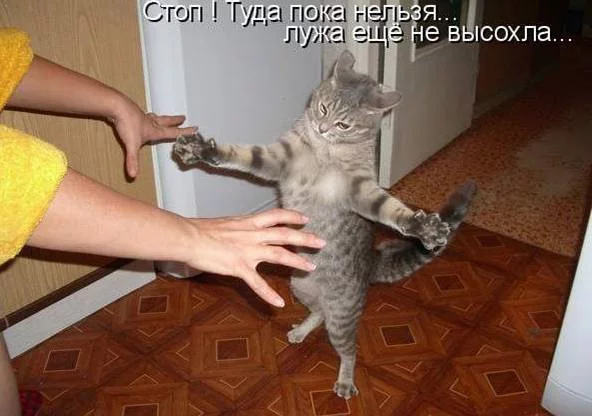 64337760_1285144149_eeee.webp