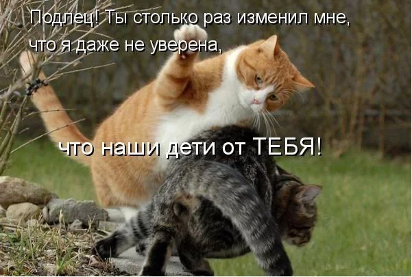 64372937_koshka.webp