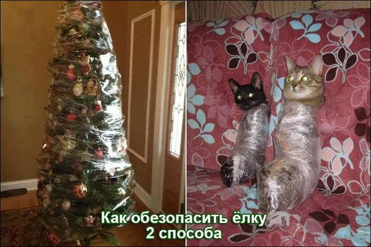 644275_original.webp