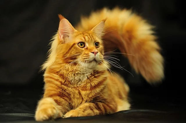 6477263979_499906a918_z.webp