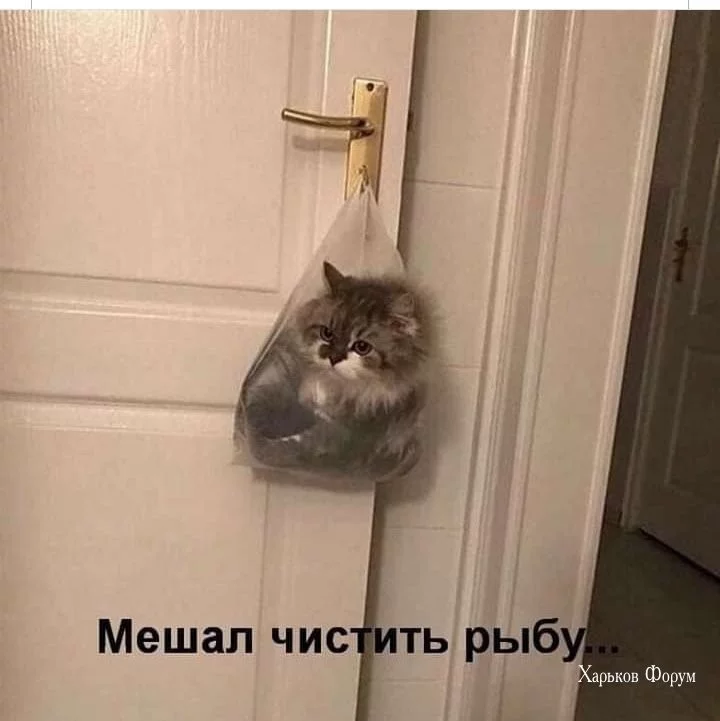 64d43a552f9346eebd86.webp