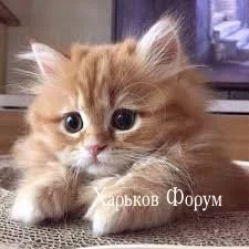 64ec33a4beaf1079484c0.webp