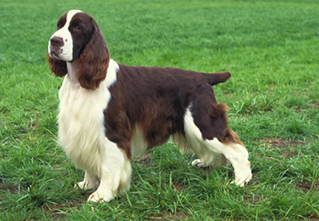 65297274_springer_spaniel.webp