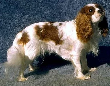 65297584_kalerking_charlz_spaniel.webp