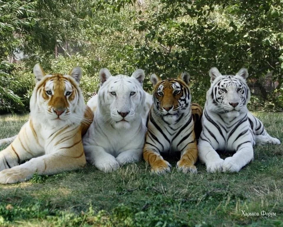 65637c083123beced19f5.webp