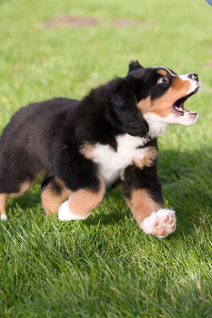 6574527091_a9ec3e7373_z.webp