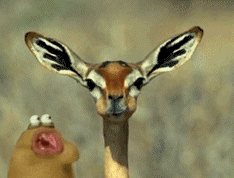 658ef563cc828515.gif