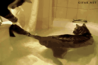 65bb93ab5e0af7ee6a439.gif