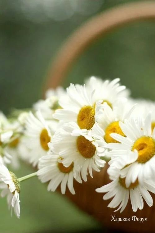 65eec3d351727cc3e2.webp