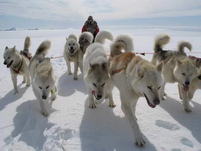 66308856_lappi5.webp