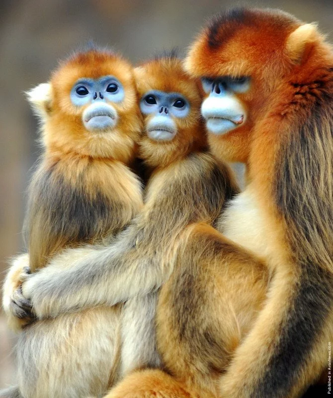 665_1334860013_funny_animals_cm_20120419_00716_001.webp